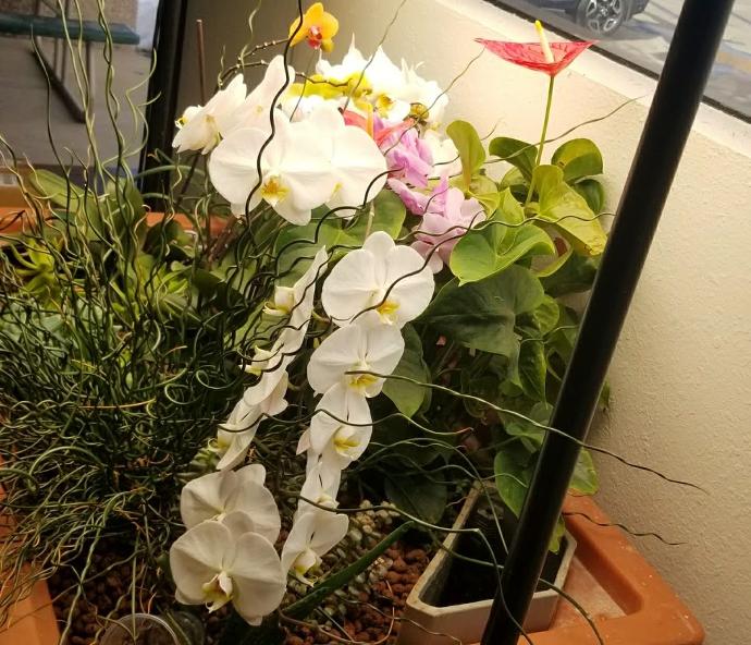 Aquaponics Orchid
